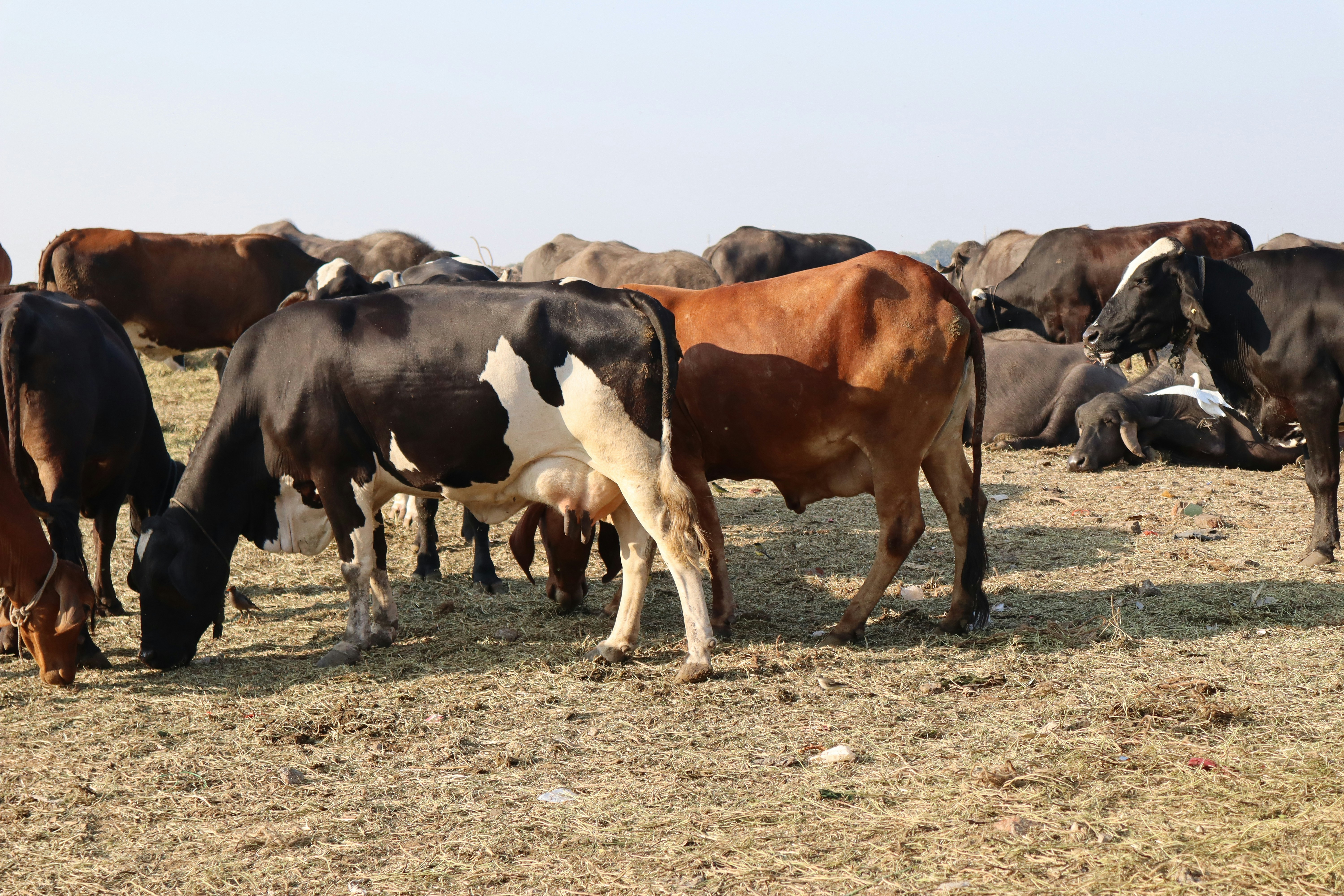 Cattle