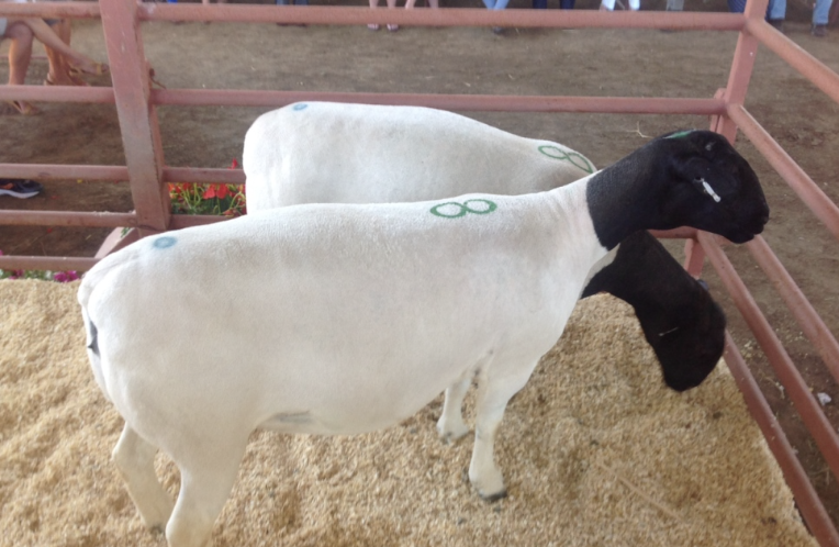 Dorper ewe auction