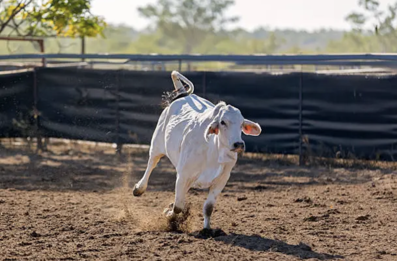 Brahman heifer auction