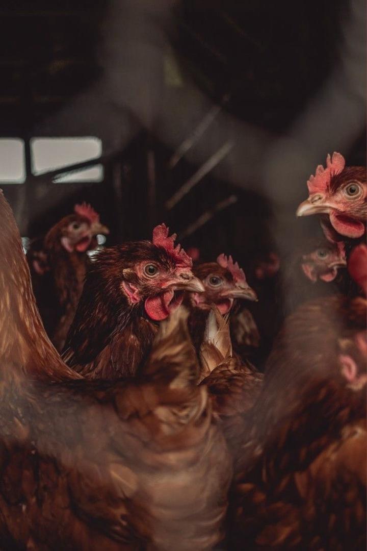 Poultry flock management
