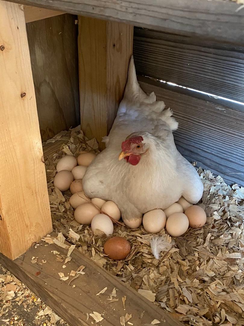 Egg and growth production tracking