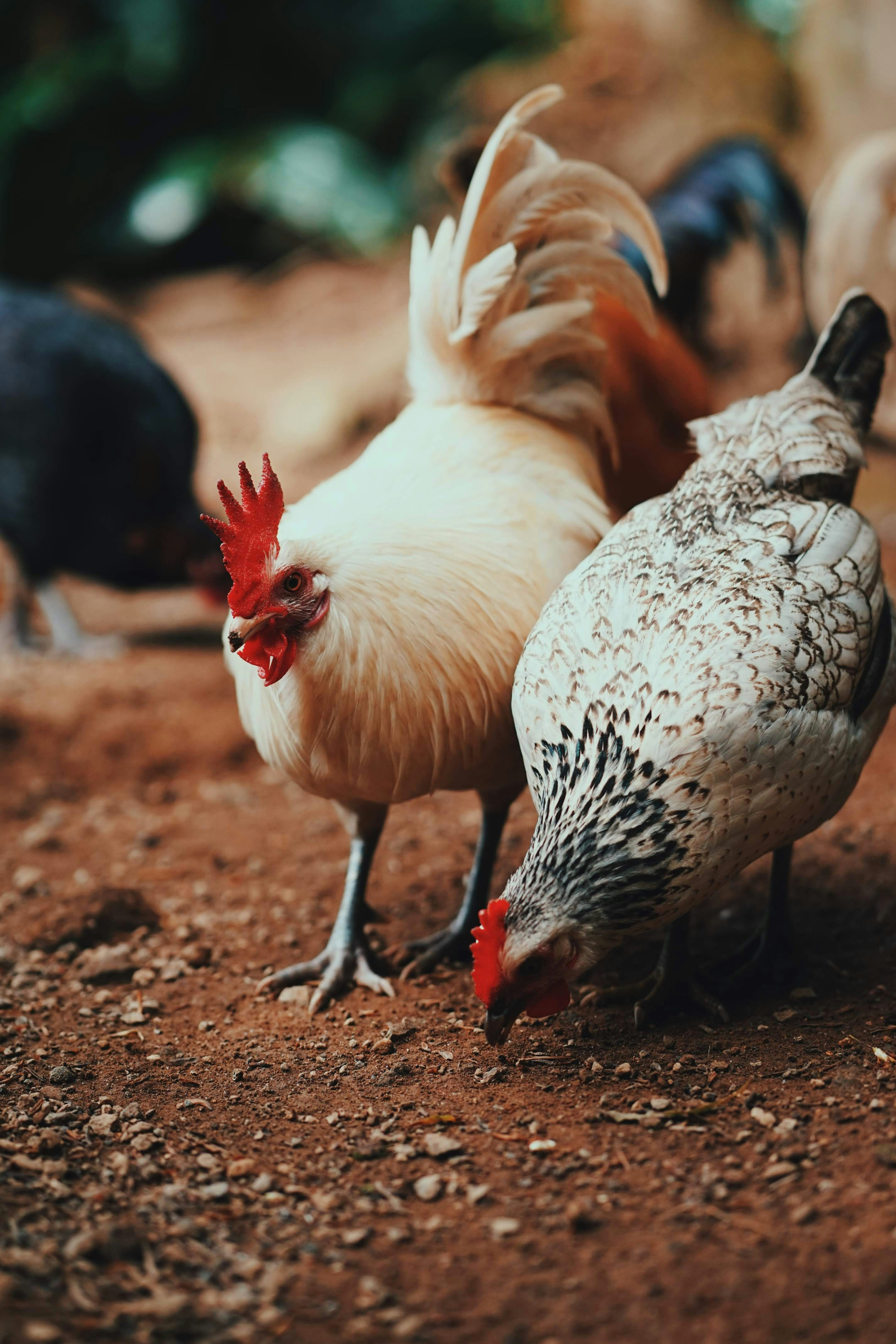 Poultry feed and nutrition management