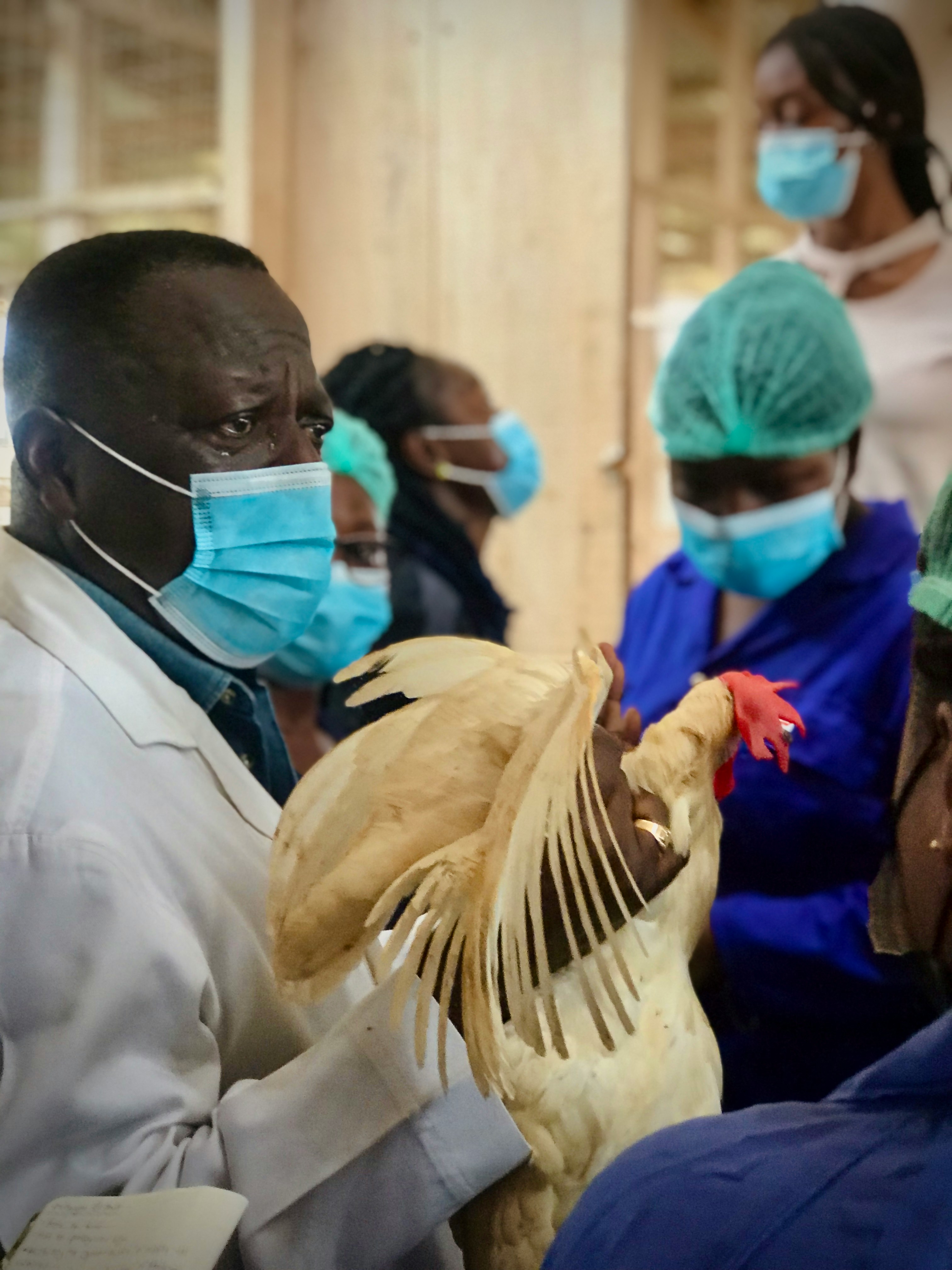 Poultry health and biosecurity