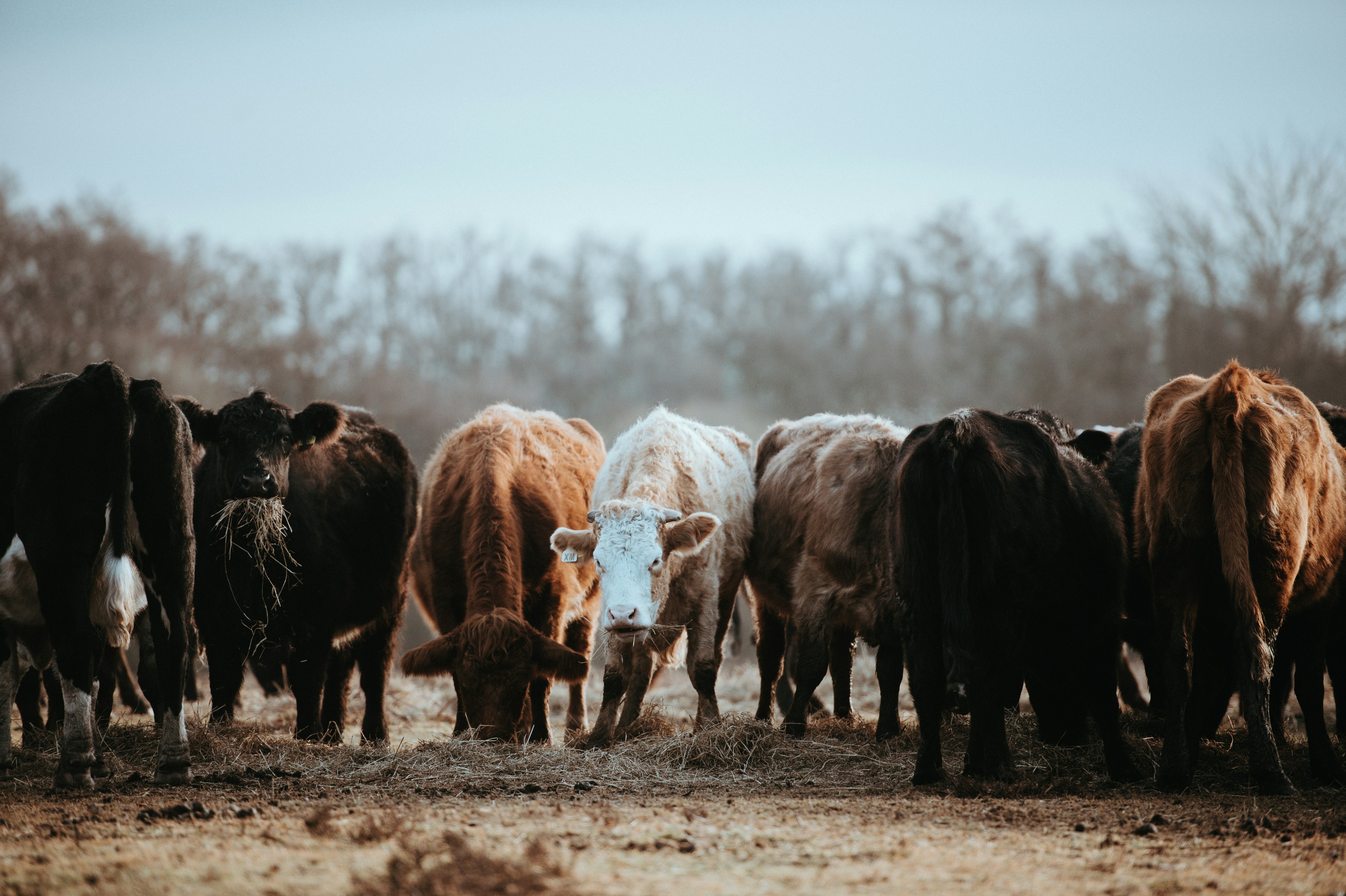 Nutrition & Feeding