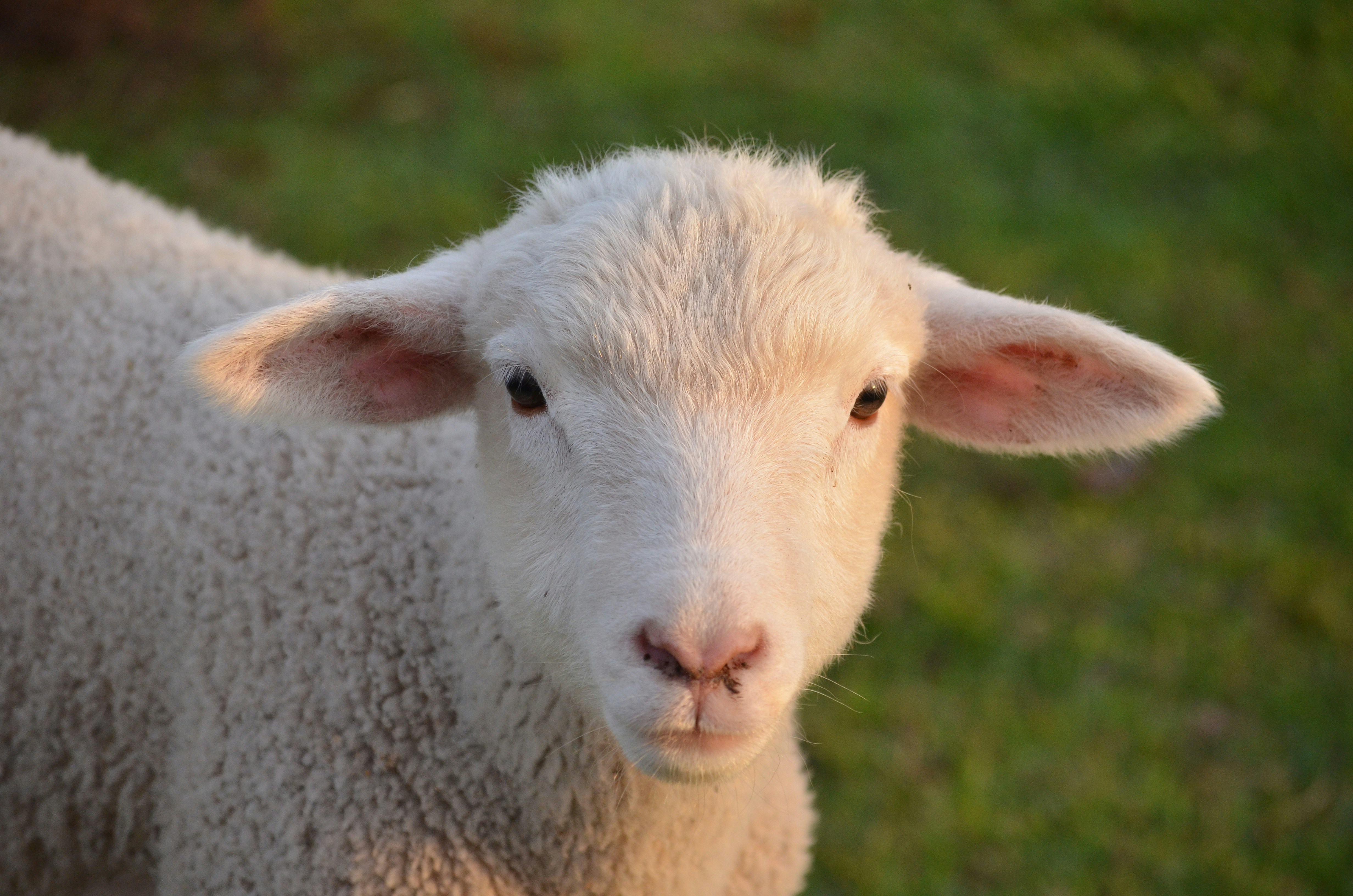 One-Tap Lambing