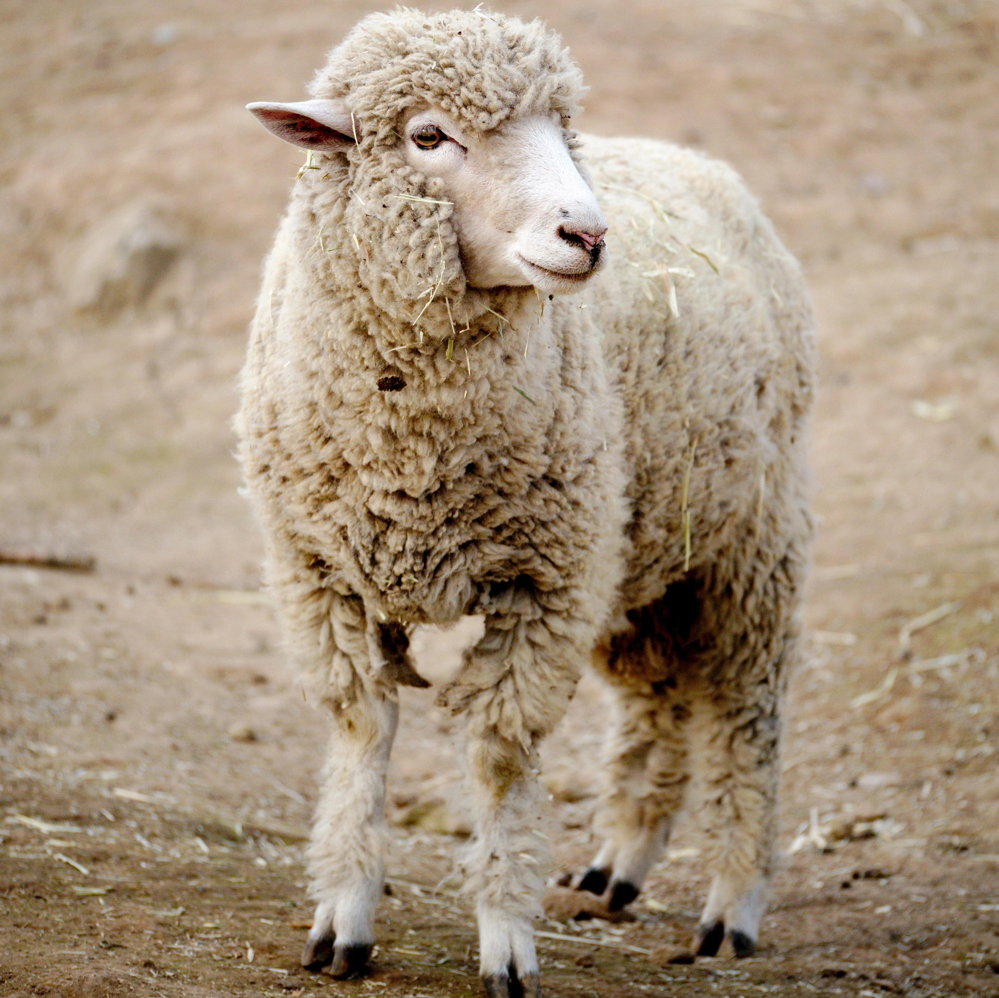 Economic Decision Support